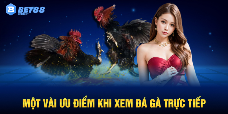 Một vài ưu điểm khi xem đá gà trực tiếp